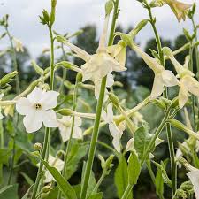 Image result for Nicotiana