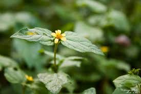 Image result for Calyptocarpus vialis