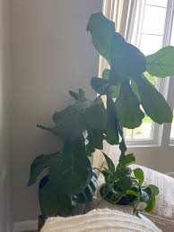 Coconut trees leaning towards the sea