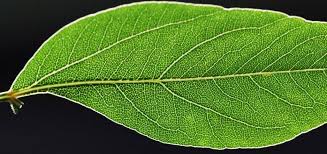 Image result for Heteromorpha involucrata