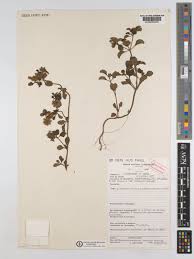 Image result for Acanthospermum australe