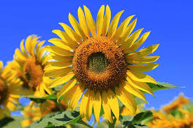 This allows them to disperse to other areas more easily, especially colonies can also be identified if black, sooty mold begins to appear on plants, as that is a sign of mold growing on the aphid secretion known as. How To Identify And Control Common Sunflower Pests Gardener S Path