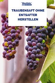 Rezept Ein Beliebter Saft Ist Der Traubensaft Trauben Aus Dem Eigenen Garten Im Herbst Waren Idealer Aber Auch Bio Weintrauben Mit Bildern Entsafter Rezepte Traubensaft