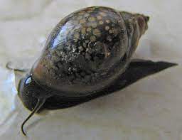 Do snails require a filter? The Brackish Tank Pond Snail Genus Physa And Physella Species