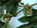 Image result for Solanum chrysotrichum