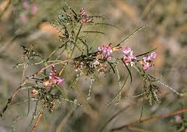 Image result for Indigofera adenoides