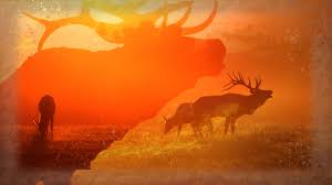 Maybe you would like to learn more about one of these? Keystone Elk Country Alliance Keystone Elk Country Alliance