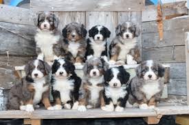 F1b bernedoodle puppies for sale uk. Mini Bernedoodle Puppies For Sale Mini Bernedoodle Breeder