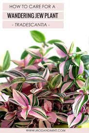 Always grow them in partial shade or indirect light source as they thrive well there. Pin On Indoor Gardening