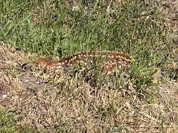 It's baby fawn time, if your dog finds one out there, this is good to know.  | Facebook