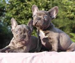 The french bulldog or «frenchie» evolved from the fighting bulldogs of the early 1800's. French Bulldog Pets And Animals For Sale San Antonio Tx