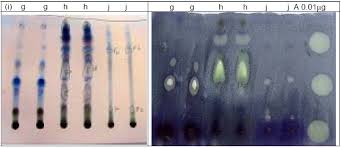 Image result for Chassalia umbraticola