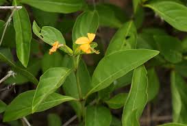 Image result for Barleria ameliae