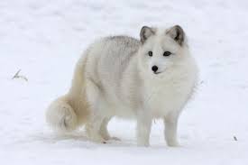 Look At This Snow Fox I Found On The Internet Lol So Cute Pet Fox Baby Arctic Fox Cutest Animals On Earth