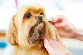 صور حيوانات اليفة Pets Your Pet Dog Pictures