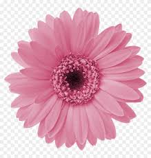 Daisy flowers with white and yellow in the middle, it's very interesting flower to me. Aff A Xl Im Genes Formato Pink Daisy Flower Png Transparent Png 798x800 2981818 Pngfind