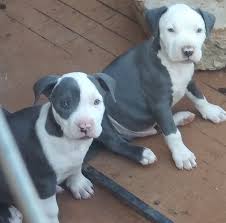 These american pit bull puppies located in texas come from different cities, including, waco, paris, lubbock, la joya, katy, houston clover clover is a beautiful spunky yet sweet female pitbull puppy. Blue Nose Pit Bull Puppies For Sale In El Paso Texas