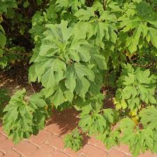 Image result for Tithonia diversifolia