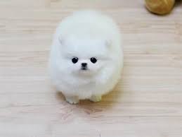 Toggle navigation call us finish adoption. Mini Pomeranian Puppies For Sale Pets Lovers