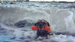 Peinture border terrier / kelly66 animaux de compagnie avertissement chiens regles mieux collie bordure terrier metal signe decor a la maison barre mur art peinture 20 30 cm taille dg 42 aliexpress peinture border terrier bord… formulir kontak. Le Surfeur Poilu Surf Chewie Le Border Terrier