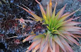 Image result for Aloe plowesii