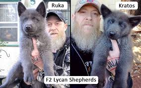 Maybe you would like to learn more about one of these? What Is Lycan Shepherd Guide From Lycan Shepherd Breeder