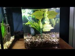 Top Fin Relax Betta Fish Tank Review By A Bettapet