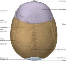 The lambdoid suture (or lambdoidal suture) is a dense, fibrous connective tissue joint on the posterior aspect of the skull that. External Skull Clinical Gate