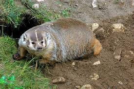 The american badger ( taxidea taxus ) feeds mostly on rodents, but old world species are badgers are classified into six genera. Econotes At The Cofrin Center For Biodiversity