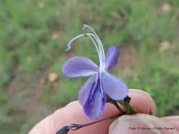 Image result for Rotheca