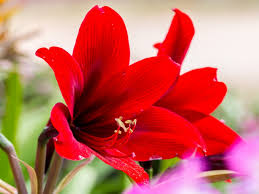 Check spelling or type a new query. How To Make An Amaryllis Flower Rebloom