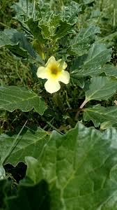 Image result for Pedalium