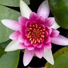 Image result for Gloriosa