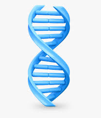 Are you searching for dna png images or vector? Dna Png Download Png Image With Transparent Background Transparent Background Dna Helix Transparent Png Download Kindpng