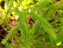 Image result for Lycopodiella cernua