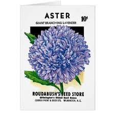 Aster Vintage Seed Packet Zazzle Com Vintage Seed Packets Aster Flower Seed Packets