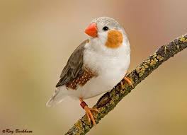 Zebra Finch Had A Family Of These They Were Fun To Watch And Educational Aves Pajaros Pajaros Bonitos Aves Exoticas