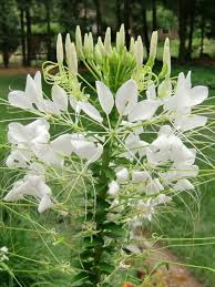 Cleome Spider Plant Cleome Hassleriana White Queen Flowers Seed Flower Garden Pictures Flower Garden Plants