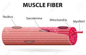 Skeletal Muscle Cells Are Tubular They Have Multiple Nuclei Skeletal Muscle Is Striated It Has An Alternating Pattern Of Light Skeletal Muscle Muscle Striated