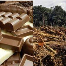 Zwei länder, in denen zurzeit heftig gekämpft wird. Bittere Schokolade Entwaldung In Der Elfenbeinkuste Bitter Chocolate Deforestation In The Ivory Coast Netzfrauen Netzfrauen