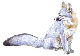 See more ideas about fox drawing, cute fox, fox art. Gray Fox Quotes Quotesgram