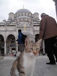 The Guard Cat Of Eminonu Yeni Camii Evcil Hayvanlar Sevimli Kediler Hayvanlar