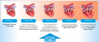 Mitral Valve Disease In Dogs My Vet Animal Hospital