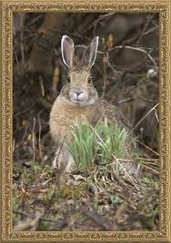 Snowshoe Hare Denali National Park And Preserve Interior Alaska Snowshoe Hare Denali National Park Denali National Park And Preserve