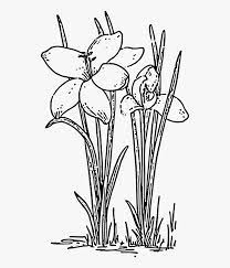 Check spelling or type a new query. Crocus 3 Coloring Book Colouring Black White Line Art Plants And Flowers Clipart Black And White Hd Png Download Transparent Png Image Pngitem