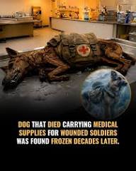 Thoughts - Hidden beneath the ice, a story waited to be found ❄️🐾 In the Swiss Alps, climber Jean-Luc Bernard discovered a frozen German Shepherd, preserved for decades and still carrying a