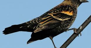 Black Bird With Red Stripe On Wing Red Winged Blackbird Black Bird Red Wing Blackbird Wings