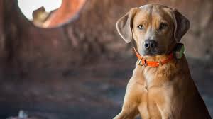 We are a small family run and well established australian working kelpie stud. Best Pet Gadgets And Accessories To Buy Gadget Flow