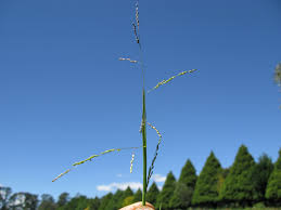 Image result for Panicum gilvum