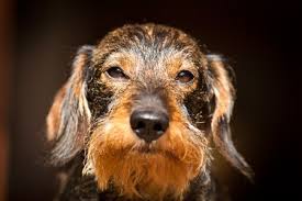 Check spelling or type a new query. 13 Dog Breeds That Are Wirehaired